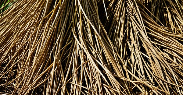 Découvrez les bienfaits des racines de vétiver khamaré